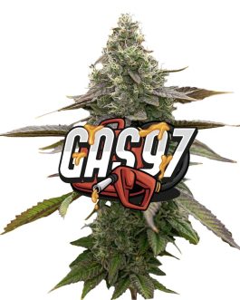 Jeeter | Gas ’97 | Red Label Big Buds | 4g indica