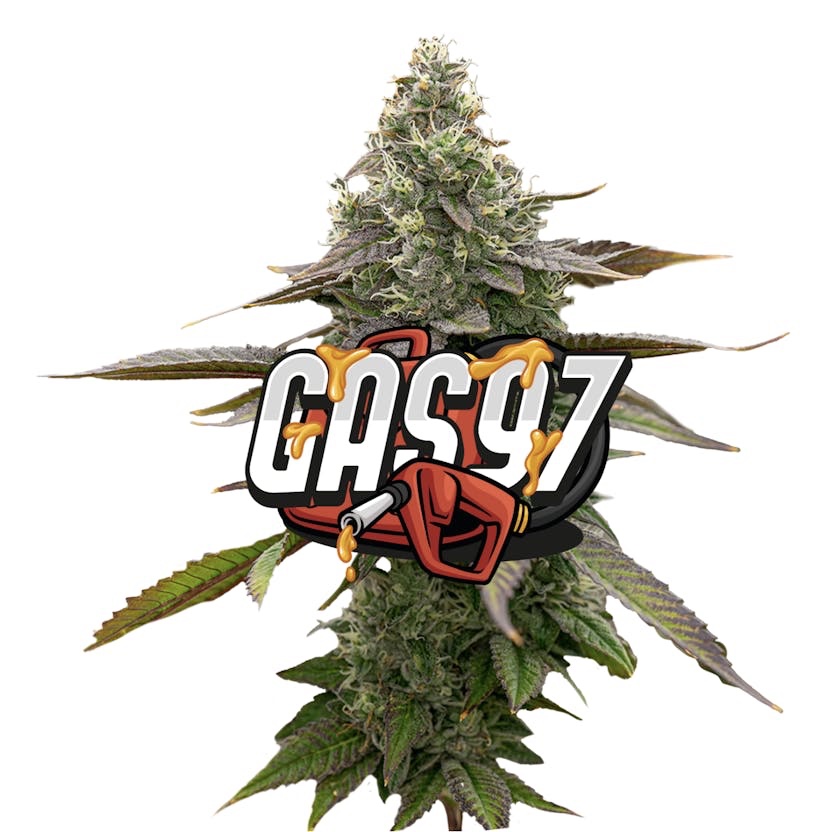 Jeeter | Gas '97 | Red Label Big Buds | 4g indica